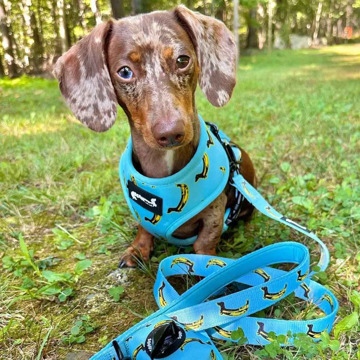 reversible harness - banana wiener